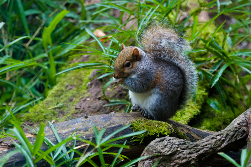 Eastern Gray Squirrel